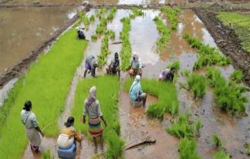 تراجع إنتاج الهند من الأرز بأكثر من 6 % على أساسي سنوي