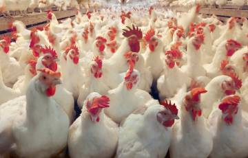الزراعة بغزة تتحدث  عن أسعار الدجاج وأزمة غلائه في ظل اقتراب شهر رمضان