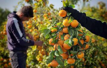 "أورا ــ نوفا" نوع جديد من الحمضيات في أسواق غزة من إنتاج محلي