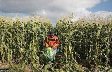 غزة: إقبال كبير على زراعة الذرة مع تزايد الطلب عليها