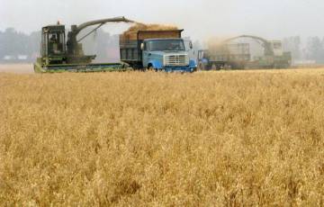 التفاؤل بالمحصول الأوروبي يستقر بأسعار القمح قرب أقل مستوياتها منذ 18 شهرا