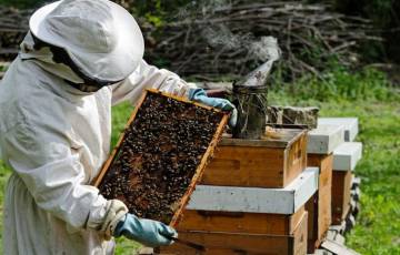 تقرير بدء قطف العسل الربيعي بغزة و"الزراعة" ترجح إنتاج هذه الكمية   