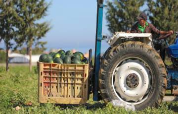صور بدء موسم حصاد فاكهة البطيخ في قطاع غزة