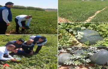 " الزراعة "  تُجري جولة تفقدية على مزارعي البطيخ في شمال القطاع