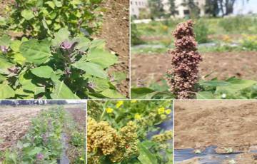 المركز الوطني للبحوث الزراعية يدخل تجربة زراعة نبات "الكينوا" إلى فلسطين 