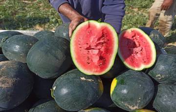  "وزارة الزراعة " موسم البطيخ في غزة.. جودة عالية واكتفاء ذاتي