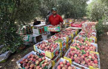 " وزارة الزراعة " موسم وصف بالأفضل منذ سنوات.. غزة تتزين بفاكهة الخوخ