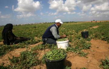 "زراعة غزة": نأمل تفعيل صندوق درع المخاطر الذي يعمل بكفاءة بالضفة