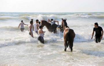 الشرطة بغزة: منع اصطحاب الحيوانات للبحر وإجراءات فورية لمن يخالف القرار   