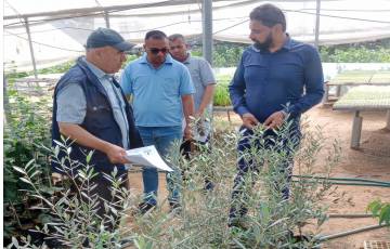 ‏الزراعة تعاين أشتال الزيتون المنوي زراعتها ضمن المشاريع الزراعية في قطاع ‏غزة