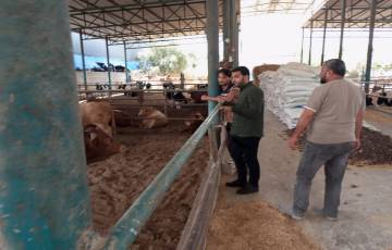 جولات ميدانية على مزارع تسمين العجول في شمال غزة