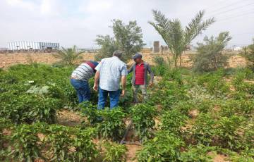 الزراعة تتفقد مزارعي الخضار بالمناطق الشرقية لمدينة غزة