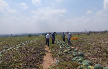 " الزراعة " جولة على المزارعين شمال قطاع غزة  - لمتابعة موسم البطيخ