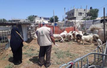 العمل الزراعي بغزة ينفذ 500 زيارة ارشادية بيطرية لمربي الأغنام بخانيونس   
