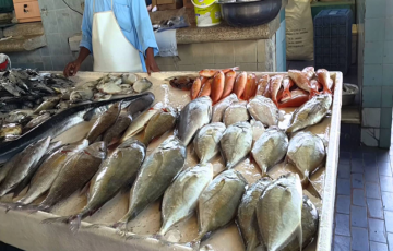 غزة: تفاهم على تقنين استيراد السمك المصري إلى القطاع