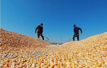 رقائق الزراعة.. الصين تستهدف الفساد في قطاع الحبوب
