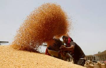 ارتفاع حاد على أسعار القمح والذرة عالميًا