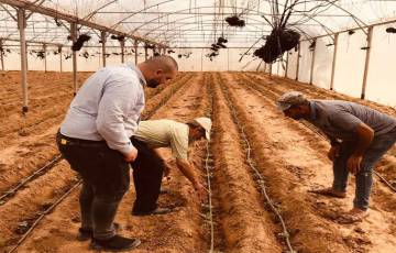 "الزراعة "جولة ميدانية على مزارعي الخضار في خانيونس