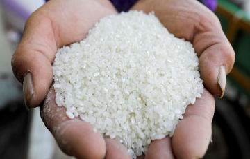 أكبر مُصدر للأرز بالعالم.. قيود جديدة تهدد الأسعار العالمية