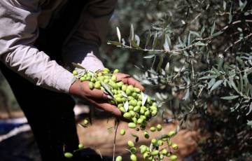 وزارة الزراعة تُعلن موعد بدء موسم قطف الزيتون في فلسطين   