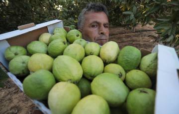 موسم الجوافة في غزة.. مواجهةٌ مفتوحةٌ مع ملوحة المياه وأمراض التربة والتسويق